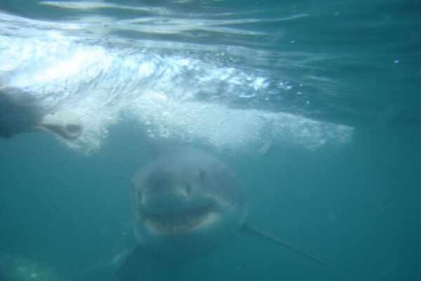 Great-White-Shark-diving-1