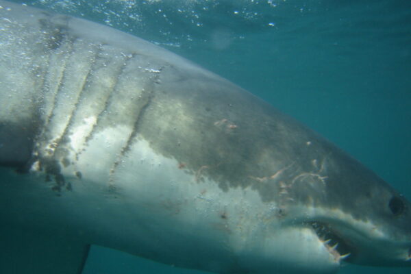 Great-White-Shark-diving-6
