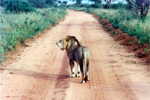 Male-lion-Kemya-safari